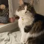 This image depicts a photograph of a cat looking at the photographer.